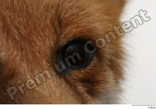 Red fox eye 0003.jpg